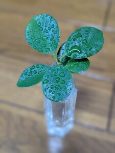 観葉植物 パンダガジュマル カット 苗 根付き