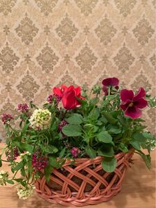 ☆ 寄せ植え 花 ☆