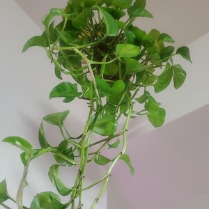 ポトス グローバルグリーン 苔玉 吊り A