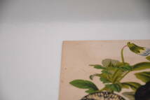 フランスアンティーク 博物画 植物画『VIOLA ALTAICA スミレ　パンジー』 多色刷り石版画　ボタニカルアート_画像3