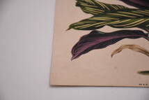 フランスアンティーク 博物画 植物画『MARANTA』 多色刷り石版画　ボタニカルアート_画像5