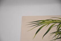 フランスアンティーク 博物画 植物画『ONCOSPERMA　VAN　HOUTTENUM』 多色刷り石版画　ボタニカルアート_画像3