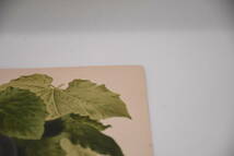 フランスアンティーク 博物画 植物画『Passiflora Weberiana』 多色刷り石版画　ボタニカルアート_画像4