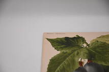 フランスアンティーク 博物画 植物画『Passiflora Weberiana』 多色刷り石版画　ボタニカルアート_画像3