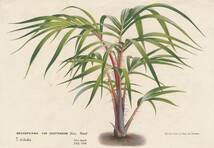 フランスアンティーク 博物画 植物画『ONCOSPERMA　VAN　HOUTTENUM』 多色刷り石版画　ボタニカルアート_画像1