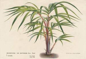 フランスアンティーク 博物画 植物画『ONCOSPERMA　VAN　HOUTTENUM』 多色刷り石版画　ボタニカルアート