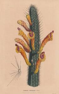 フランスアンティーク 博物画 植物画『CEREUS　TWEEDIEI』 多色刷り石版画　ボタニカルアート