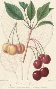 フランスアンティーク 博物画 植物画『Cherry　サクランボ画　ボタニカルアート