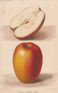フランスアンティーク 博物画 植物画『Pomune Candile Sinope リンゴ』 多色刷り石版画　ボタニカルアート