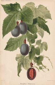 フランスアンティーク 博物画 植物画『Passiflora Weberiana』 多色刷り石版画　ボタニカルアート