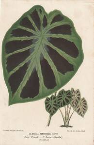 フランスアンティーク 博物画 植物画『ALOCASIA　JENNINGSHI　VEITCH』 多色刷り石版画　ボタニカルアート