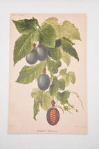 フランスアンティーク 博物画 植物画『Passiflora Weberiana』 多色刷り石版画　ボタニカルアート_画像2