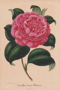 フランスアンティーク 博物画 植物画『Camellia13』 多色刷り石版画　ボタニカルアート