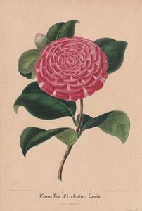 フランスアンティーク 博物画 植物画『Camellia9』 多色刷り石版画　ボタニカルアート