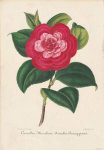 フランスアンティーク 博物画 植物画『Camellia4』 多色刷り石版画　ボタニカルアート