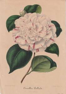 フランスアンティーク 博物画 植物画『Camellia11』 多色刷り石版画　ボタニカルアート