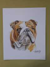 色鉛筆画　Bulldog_画像1