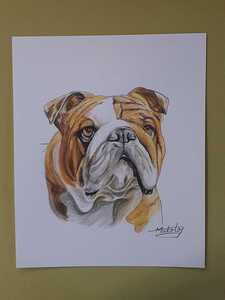 Art hand Auction Dessin au crayon de couleur Bouledogue, ouvrages d'art, peinture, Dessin au crayon, Dessin au charbon de bois