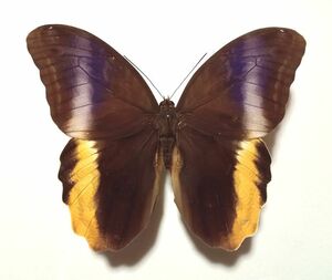 蝶標本　キオビフクロウチョウ　