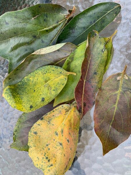 メダカ　柿の葉 枯れ葉 100枚 めだか 越冬■送料無料/メダカの寝床 水草　アクリウム ペットショップ 落ち葉　柿