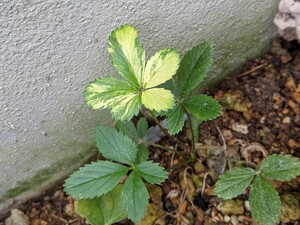山野草 斑入り イチゴ