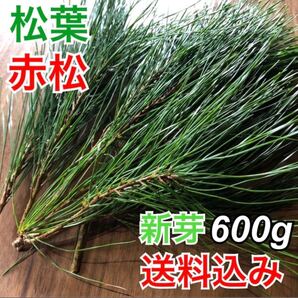 岩手県産 天然 松葉 m00g 新芽 無農薬 松茸の産地 赤松 松葉茶