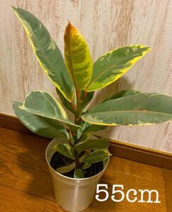 観葉植物 ゴムの木 班入り 迷彩柄 苗 そのまま飾れます