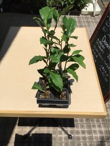 茶苗　茶　お茶の木　苗木　チャノキ　鉢植え用　５本セット
