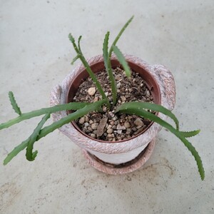 観葉植物★ リプサリス★抜き苗