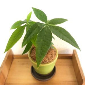 パキラ 実生 鉢植え ベトナム製 陶器鉢 受け皿付き