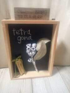  Tetra gona. specimen manner tree box arrange ^^