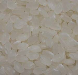 無農薬米 高知県産コシヒカリ玄米 ２０kg ２０２１年産　ご希望により無料精米可能
