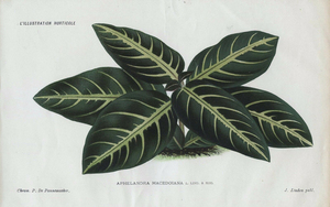 1886 Ботаническое искусство Aphelandra Macedoiana Linden