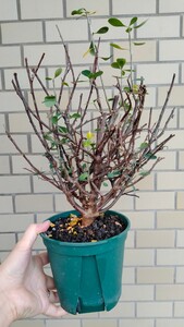ユーフォルビア ゴフチョバ Euphorbia sp.Gof choba コーデックス 多肉植物 塊根植物