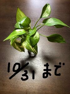 ポトス 3本+1本 根っこ付き (ずっと水栽培だとかわいそうなので10/31までの出品とします)