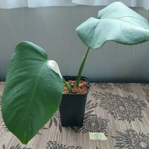 モンステラ斑入り