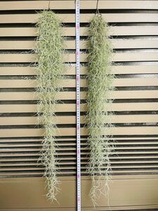 (状態◎)ウスネオイデス 70センチ超 2束セット スパニッシュモス 観葉植物 エアプランツ エアープランツ インテリア
