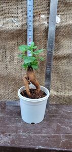 ガジュマル根上り2.5寸プラスチック鉢1株