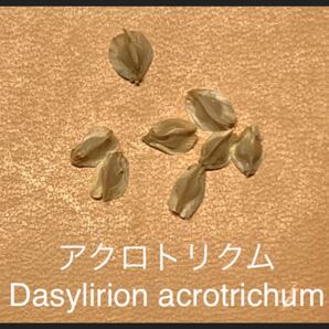 アクロトリクム　Dasylirion acrotrichum 種子4粒　希少種