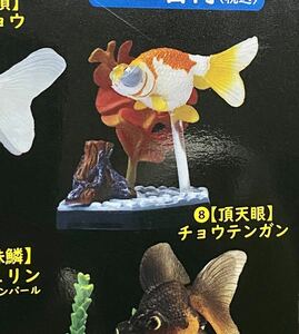 ★ミニチュアフィギュア★フル彩色フィギュア金魚立体図鑑　８、頂天眼　チョウテンガン