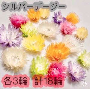 シルバーデージー プリザーブドフラワー ハーバリウム 花材 リース レジン サシェ 6色セット