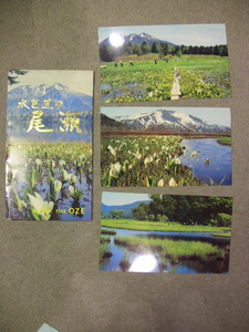 絵葉書　水芭蕉の尾瀬　national park OZE 大型カラー８枚　袋あり