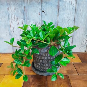 【観葉植物】ペペロミア フォレスト 受皿付