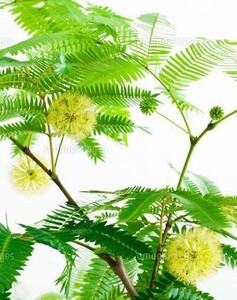【挿し木用】エバーフレッシュ 枝葉