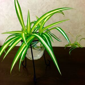 観葉植物 オリヅルラン 親子セット