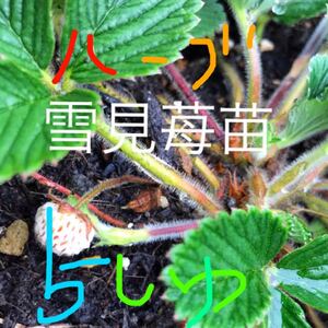 ハーブ5種セット