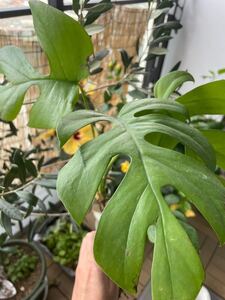 匿名配送 ヒメモンステラ 土苗 中型 ライムポトスとアイビーおまけ?