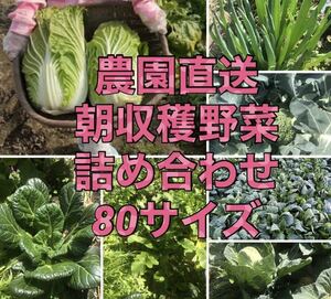 福岡県産★栽培期間中農薬不使用または減農薬　野菜詰合せ　80サイズ　いっぱい