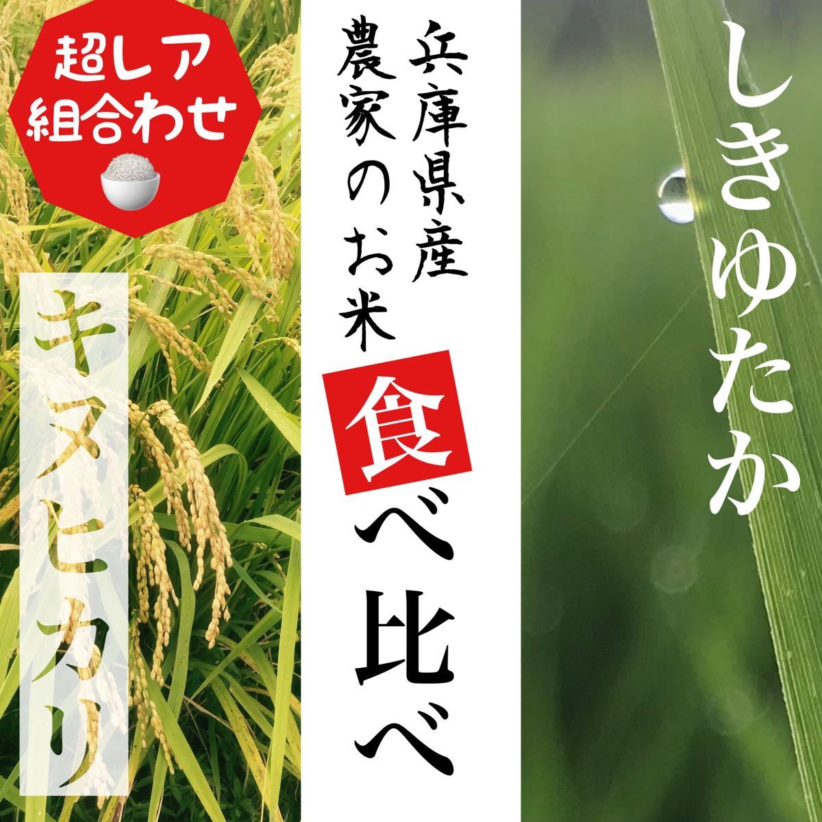 レア品種 シキユタカ兵庫県産新米＊湧き水育ち農家のお米