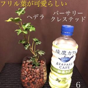 【6】フリル葉が可愛らしいへデラ パーサリークレステッド 安心根張り苗 抜き苗